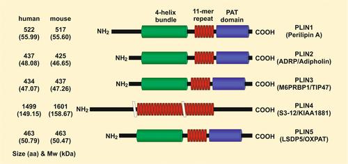 Perilipins: A family of five fat-droplet storing proteins that play a significant role in fat homeostasis