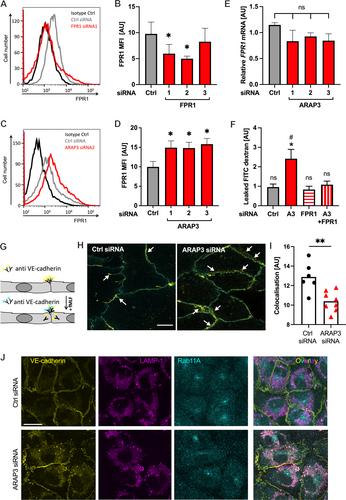 ARAP3 protects from excessive formylated peptide-induced microvascular leakage by acting on endothelial cells and neutrophils