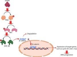 Decreasing of serine/threonine kinase 39 has tumour inhibiting effects on acute myeloid leukaemia by impacting the PI3K/AKT and Wnt/β-catenin signalling cascades