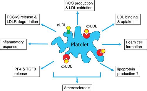 Platelets as an inter-player between hyperlipidaemia and atherosclerosis