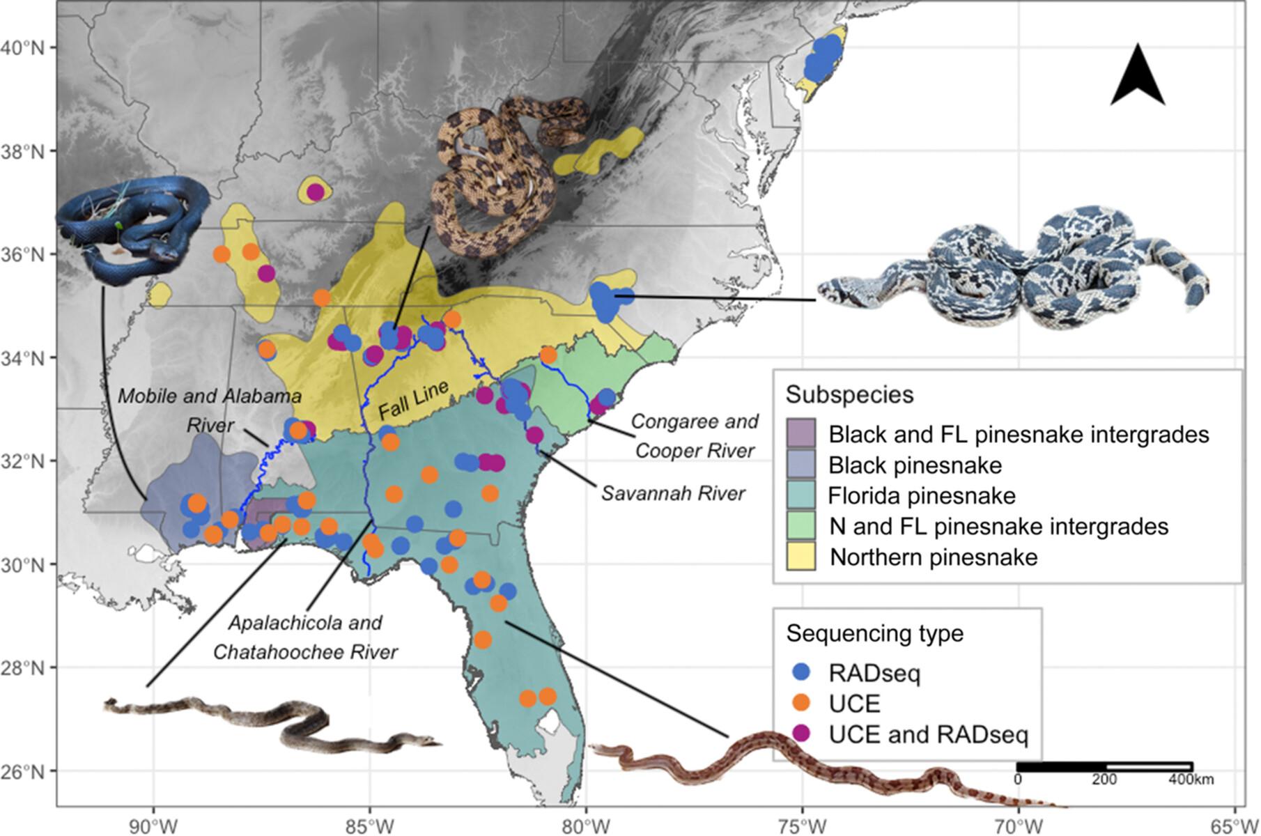 Phylogenetics, subspecies, and conservation of the eastern pinesnake