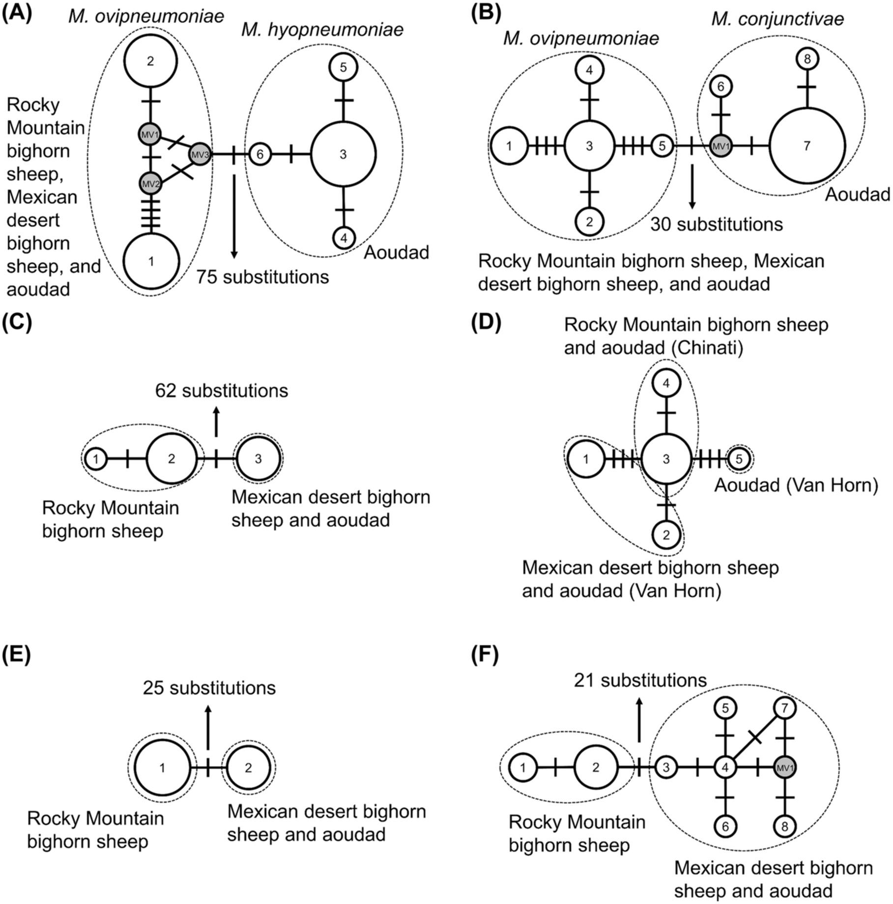 Multi-locus sequence typing indicates multiple strains of Mycoplasma in desert bighorn sheep and aoudad in Texas