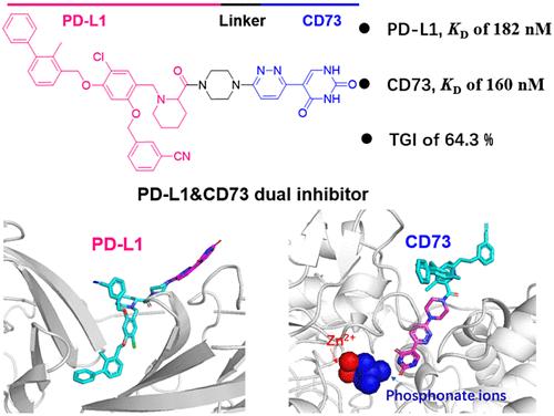 Discovery of Small and Bifunctional Molecules Targeting PD-L1/CD73 for Cancer Dual Immunotherapy