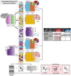 Prenatal and childhood air pollution exposure, cellular immune biomarkers, and brain connectivity in early adolescents