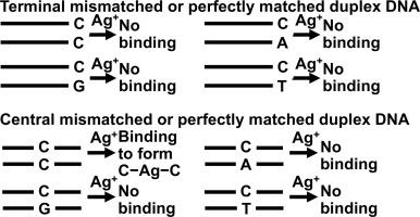 Specific binding of Ag+ to central CC mismatched base pair but not terminal CC pair in duplex DNA