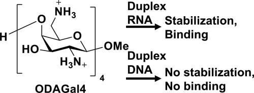 Development of cationic oligodiaminogalactoses specifically binding to duplex RNA, but not to duplex DNA