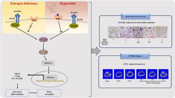 Effect of hyperoside on osteoporosis in ovariectomized mice through estrogen receptor α/ITGβ3 signaling pathway