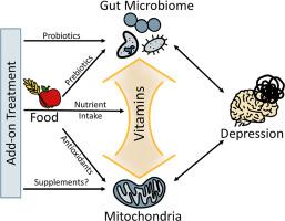 Vitamin-mediated interaction between the gut microbiome and mitochondria in depression: A systematic review-based integrated perspective