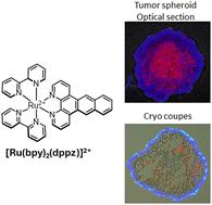 Cell viability imaging in tumor spheroids via DNA binding of a ruthenium(ii) light-switch complex†
