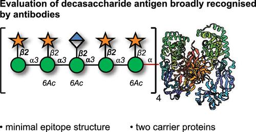 Semisynthetic Glycoconjugate Vaccine Candidates against Cryptococcus neoformans