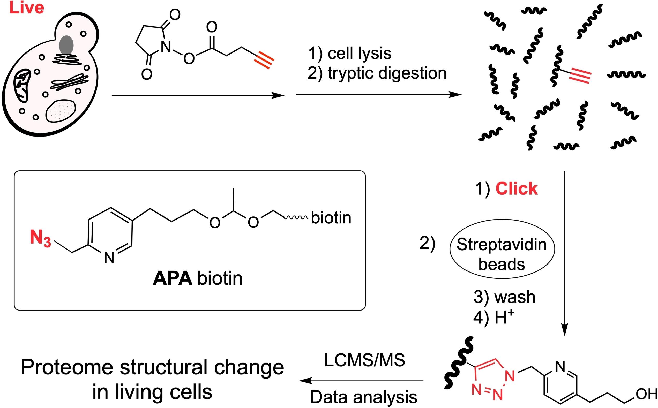 A Highly Efficient Click Linker for Enrichment of Alkyne-Tagged Proteins in Living Cells