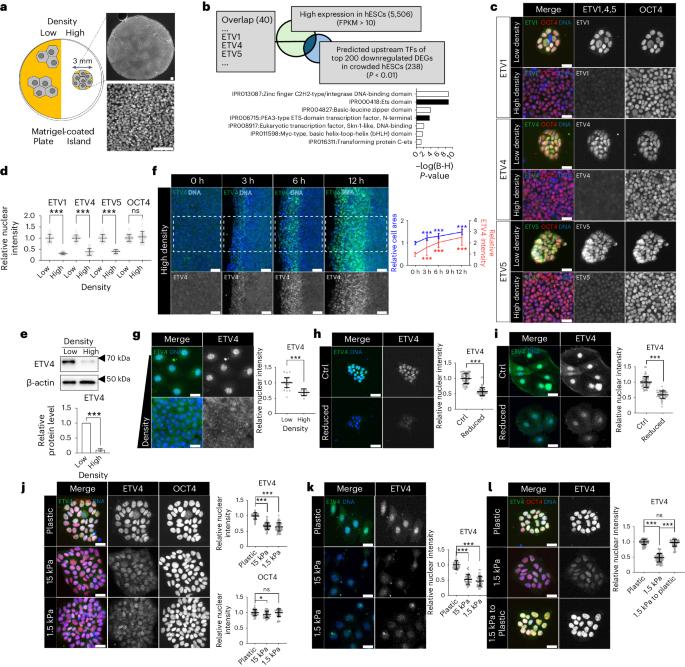 ETV4 is a mechanical transducer linking cell crowding dynamics to lineage specification