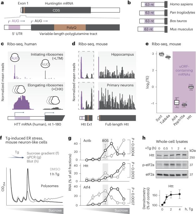 Polyglutamine-mediated ribotoxicity disrupts proteostasis and stress responses in Huntington’s disease