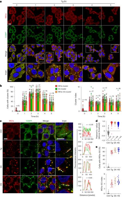 Mammalian IRE1α dynamically and functionally coalesces with stress granules