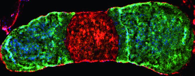 Obesity dysregulates a pituitary–liver axis through disruption of the unfolded protein response