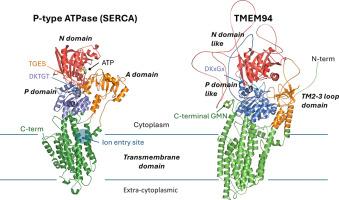 TMEM94 cannot be called a P-type ATPase