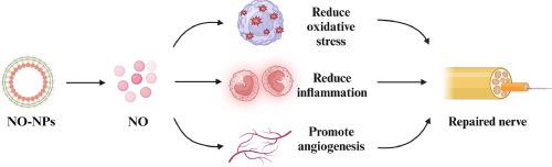 Pleiotropic effects of nitric oxide sustained-release system for peripheral nerve repair