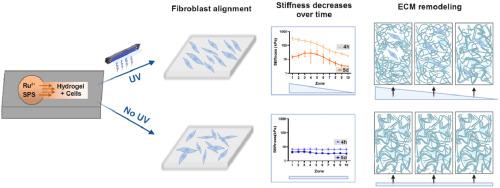 Fibroblast alignment and matrix remodeling induced by a stiffness gradient in a skin-derived extracellular matrix hydrogel