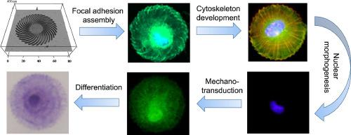 Focal adhesion and actin orientation regulated by cellular geometry determine stem cell differentiation via mechanotransduction