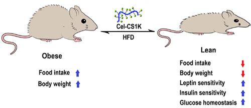 Cel-CS1K: A Celastrol–Chitosan Conjugate for Treating Diet-Induced Obesity