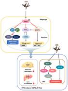 Anti-obesity effects of a standardized ethanol extract of Eisenia bicyclis by regulating the AMPK signaling pathway in 3T3-L1 cells and HFD-induced mice†