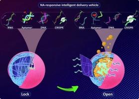 Nucleic acid-responsive smart systems for controlled cargo delivery