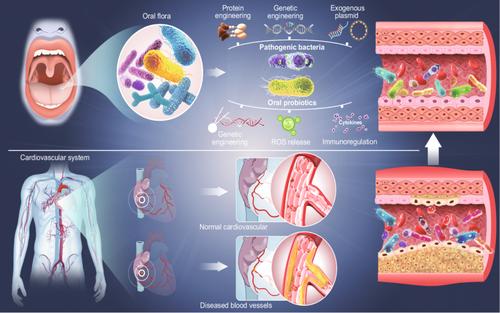 Cardiovascular disease therapeutics via engineered oral microbiota: Applications and perspective