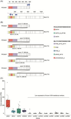 PICALM::MLLT10 may indicate a new subgroup of acute leukemias with miscellaneous immunophenotype and poor initial treatment response but showing sensitivity to venetoclax