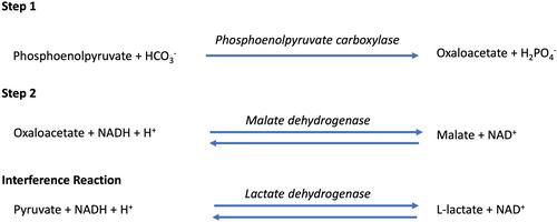 Spurious hyperbicarbonatemia and a negative anion gap in a cat and a dog with severe rhabdomyolysis