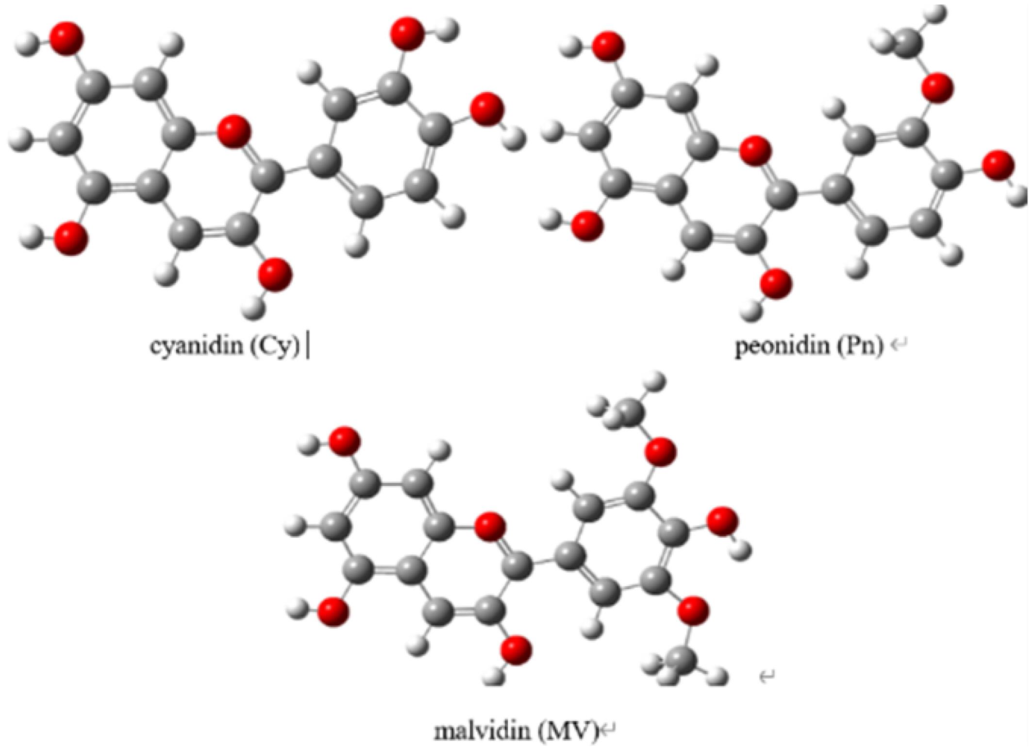 Effect of methyl substitution on hydrogen bond structure of anthocyanin