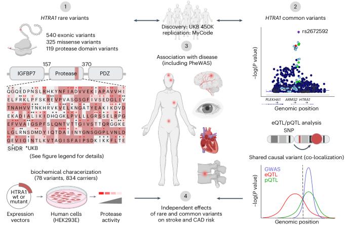 Genetically proxied HTRA1 protease activity and circulating levels independently predict risk of ischemic stroke and coronary artery disease