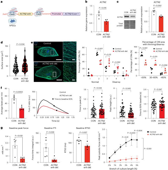 A transcriptional enhancer regulates cardiac maturation