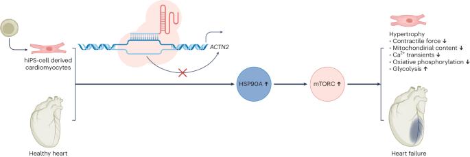 Cardiac ACTN2 enhancer regulates cardiometabolism and maturation