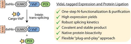 One-Step Purification and N-Terminal Functionalization of Bioactive Proteins via Atypically Split Inteins