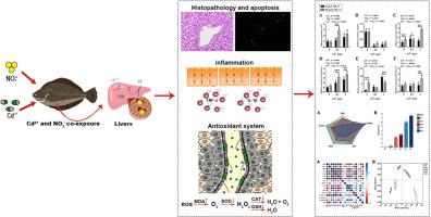 Effects of nitrate (NO3−) stress-induced exacerbated cadmium (Cd2+) toxicity on the inflammatory response, oxidative defense, and apoptosis in juvenile Japanese flounder (Paralichthys olivaceus)