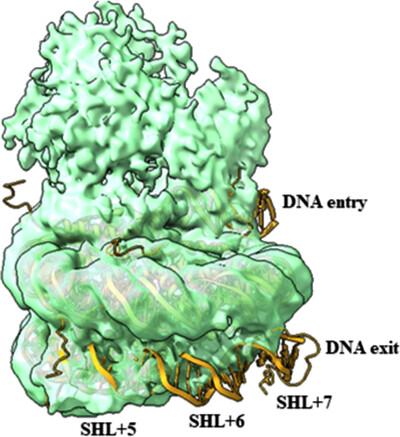 Cryo-EM structure and functional analysis of the chromatin remodeler RSF