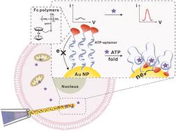 Electroactive polymer tag modified nanosensors for enhanced intracellular ATP detection†
