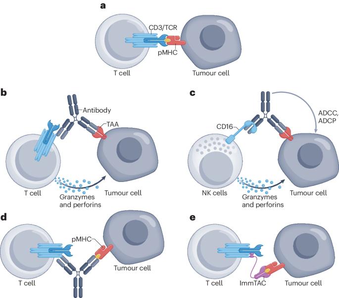 Bispecific and multispecific antibodies in oncology: opportunities and challenges