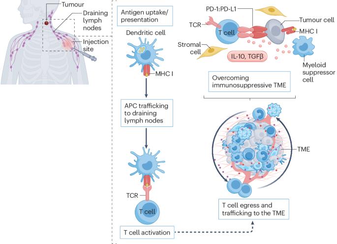 Cancer mRNA vaccines: clinical advances and future opportunities