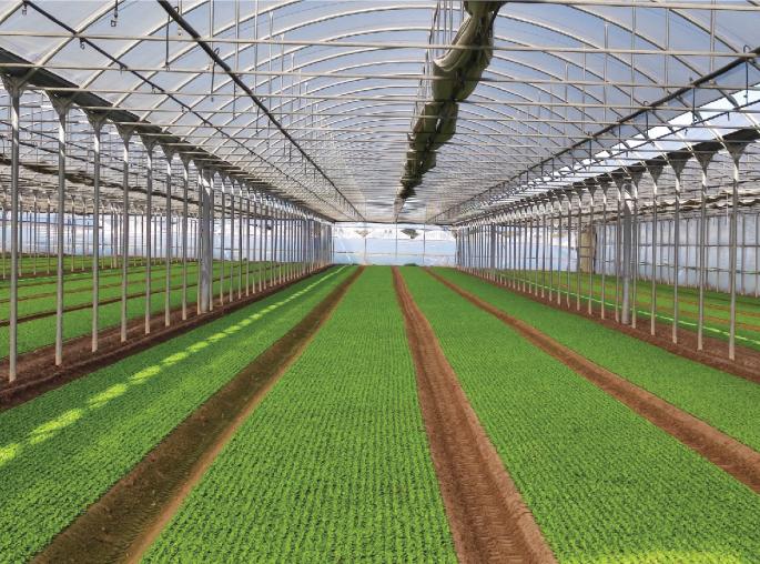 Greenhouse cultivation for more sustainable food systems