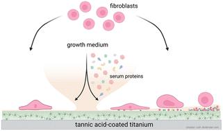Combining QCM-D with live-cell imaging reveals the impact of serum proteins on the dynamics of fibroblast adhesion on tannic acid-functionalised surfaces†