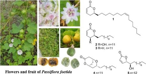 Passifetilactones A–E, Fatty Acid Lactones from the Fruit and Flowers of Passiflora foetida with Cytotoxic Activity
