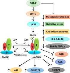 SIRT1/AMPK-mediated pathway: Ferulic acid from sugar beet pulp mitigating obesity-induced diabetes-linked complications and improving metabolic health