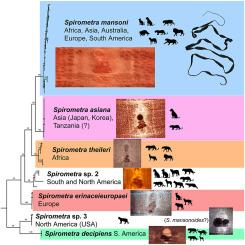 Diversity and biology of Spirometra tapeworms (Cestoda: Diphyllobothriidea), zoonotic parasites of wildlife: A review