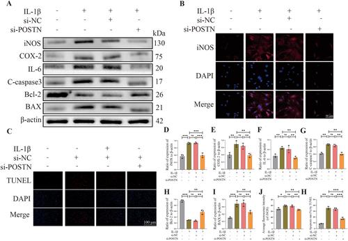 POSTN knockdown suppresses IL-1β-induced inflammation and apoptosis of nucleus pulposus cells via inhibiting the NF-κB pathway and alleviates intervertebral disc degeneration