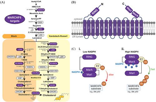 A paREDOX in the control of cholesterol biosynthesis