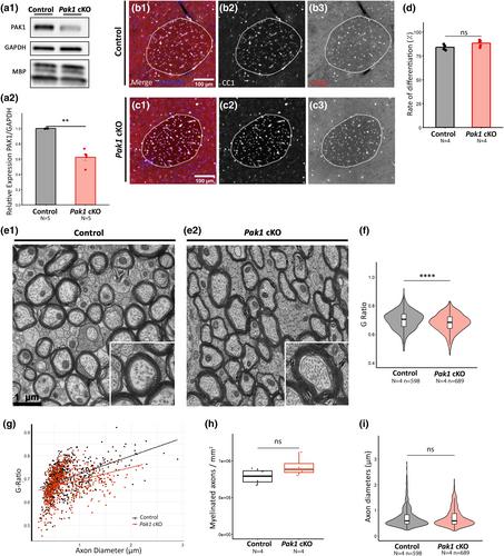 Antagonistic actions of PAK1 and NF2/Merlin drive myelin membrane expansion in oligodendrocytes