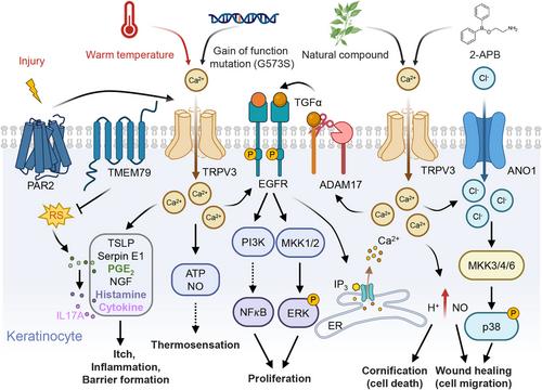 Unlocking the therapeutic potential of TRPV3: Insights into thermosensation, channel modulation, and skin homeostasis involving TRPV3