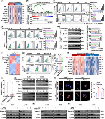 Metabolic landscape of head and neck squamous cell carcinoma informs a novel kynurenine/Siglec-15 axis in immune escape