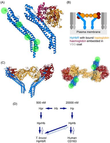 How are Trypanosoma brucei receptors protected from host antibody-mediated attack?